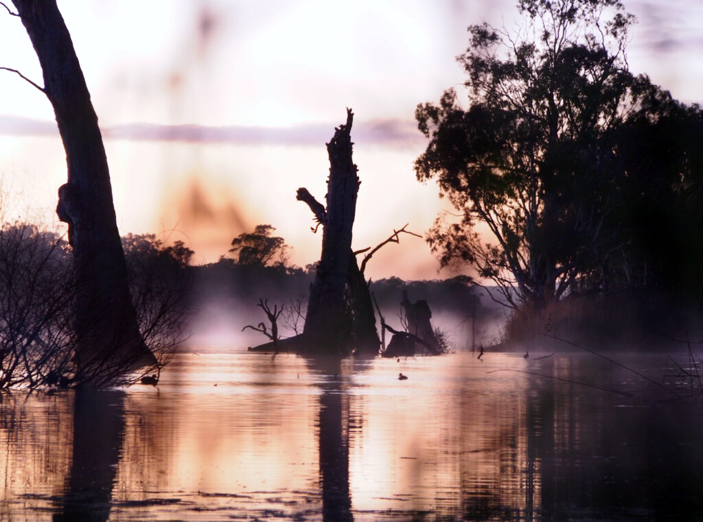 A tree stump sticking out of the river in the misty dawn, with birds perched on it