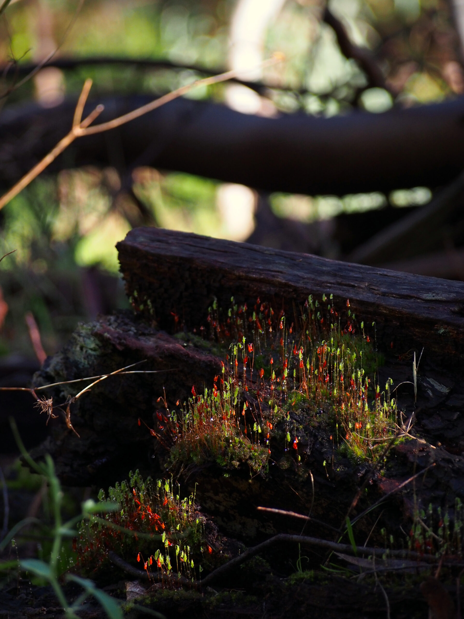 Moss partially lit by early morning sun