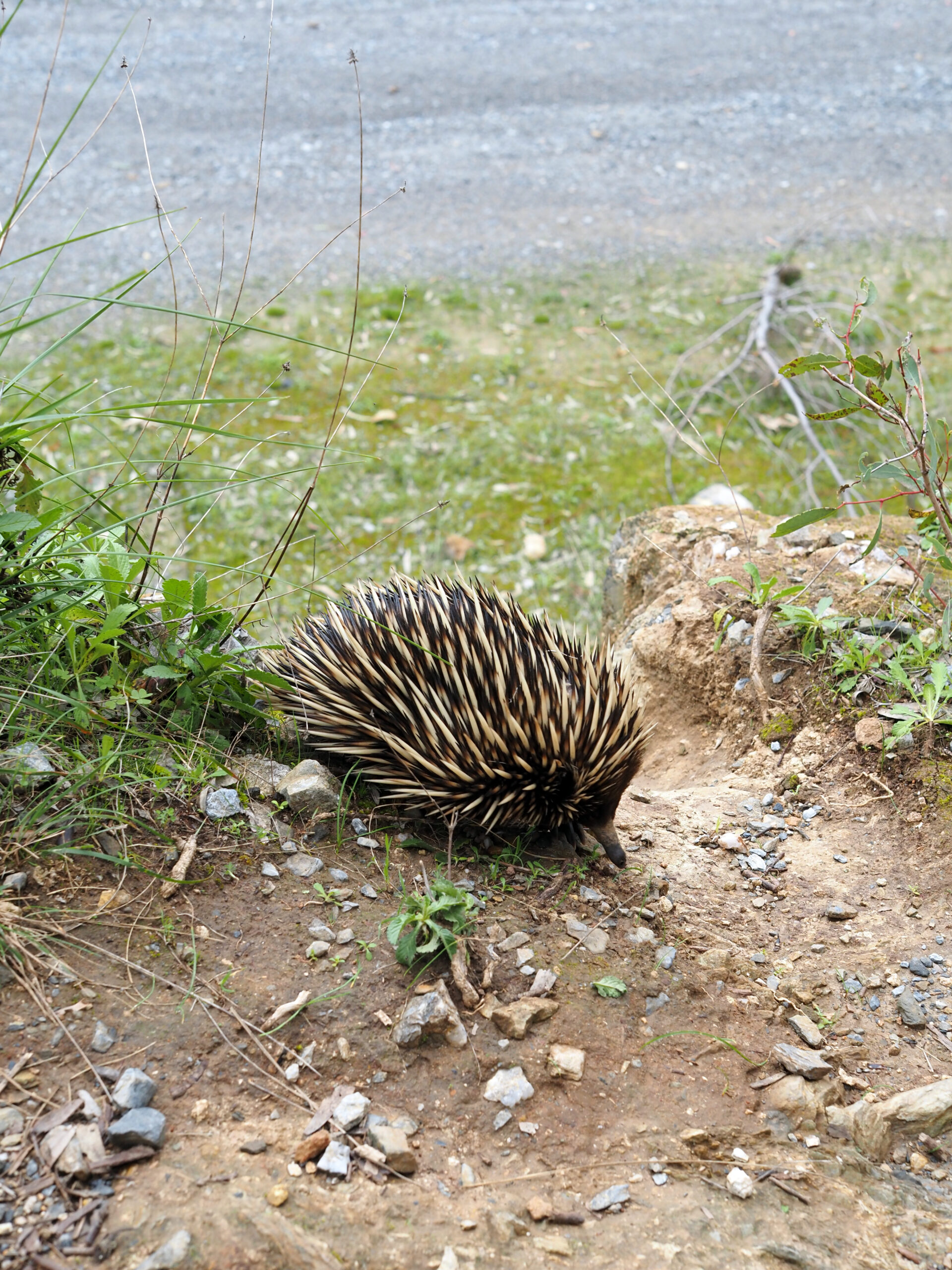 An echidna on the edge of a dirt path