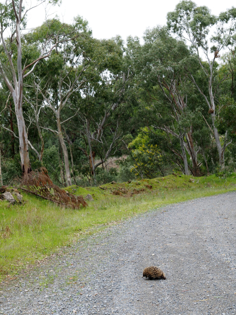 An echidna crossing a gravel track