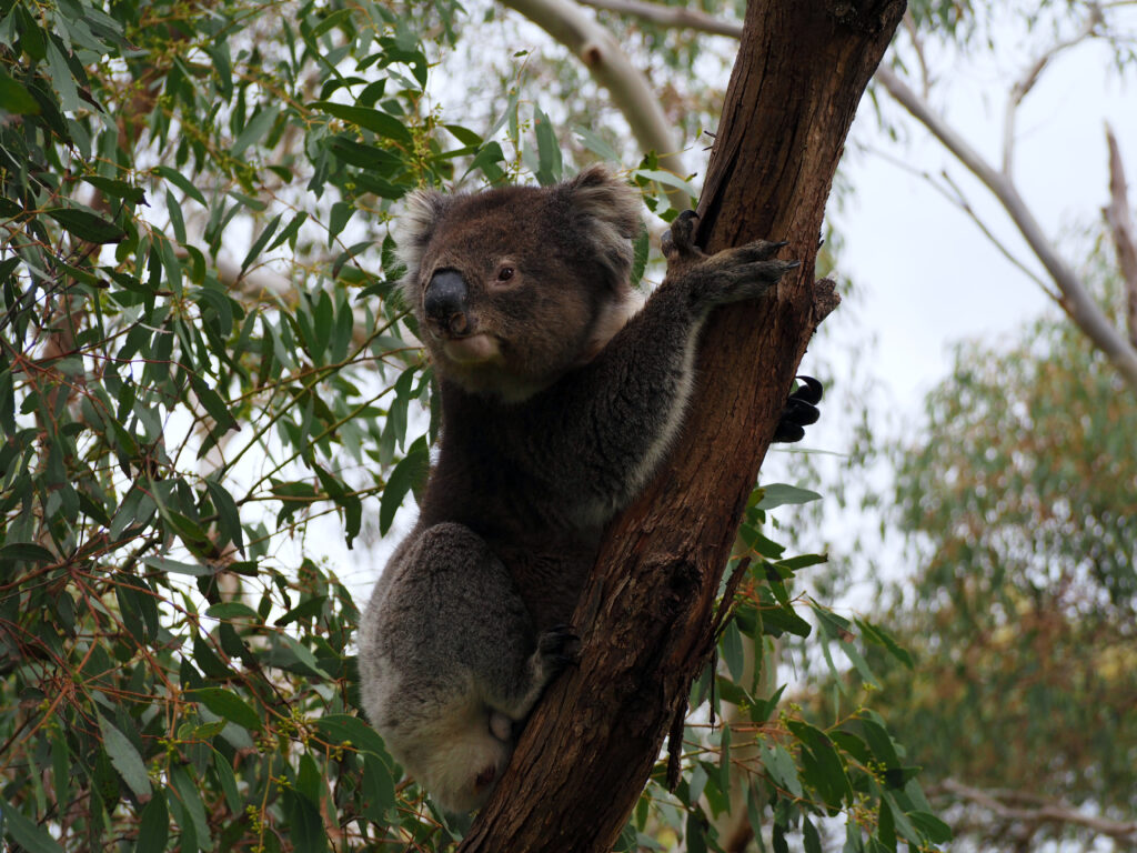 A koala on a tree branch