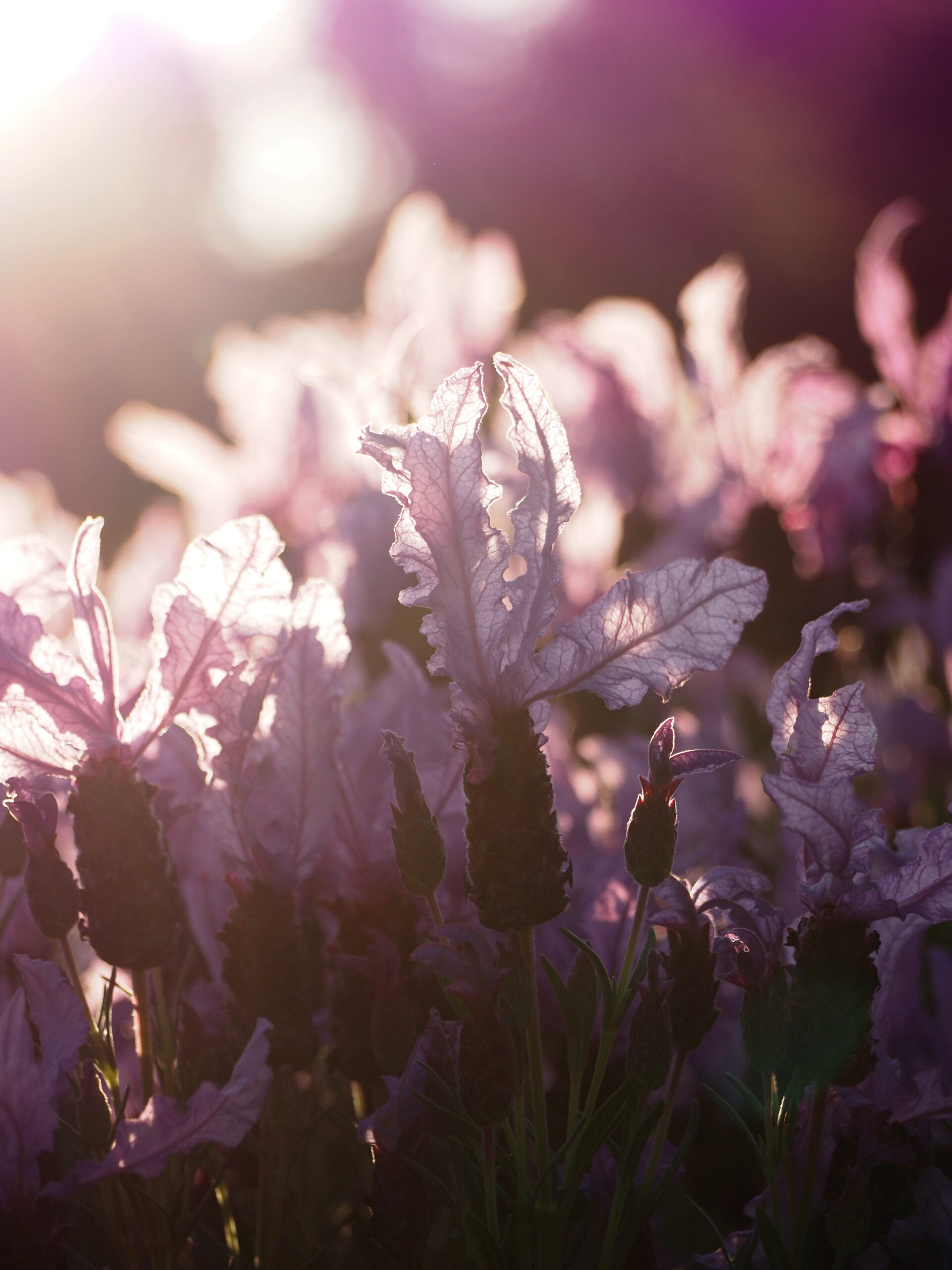 Photo of lavender backlit by the sunrise. There is bright light in the background and you can see the texture of the lavender