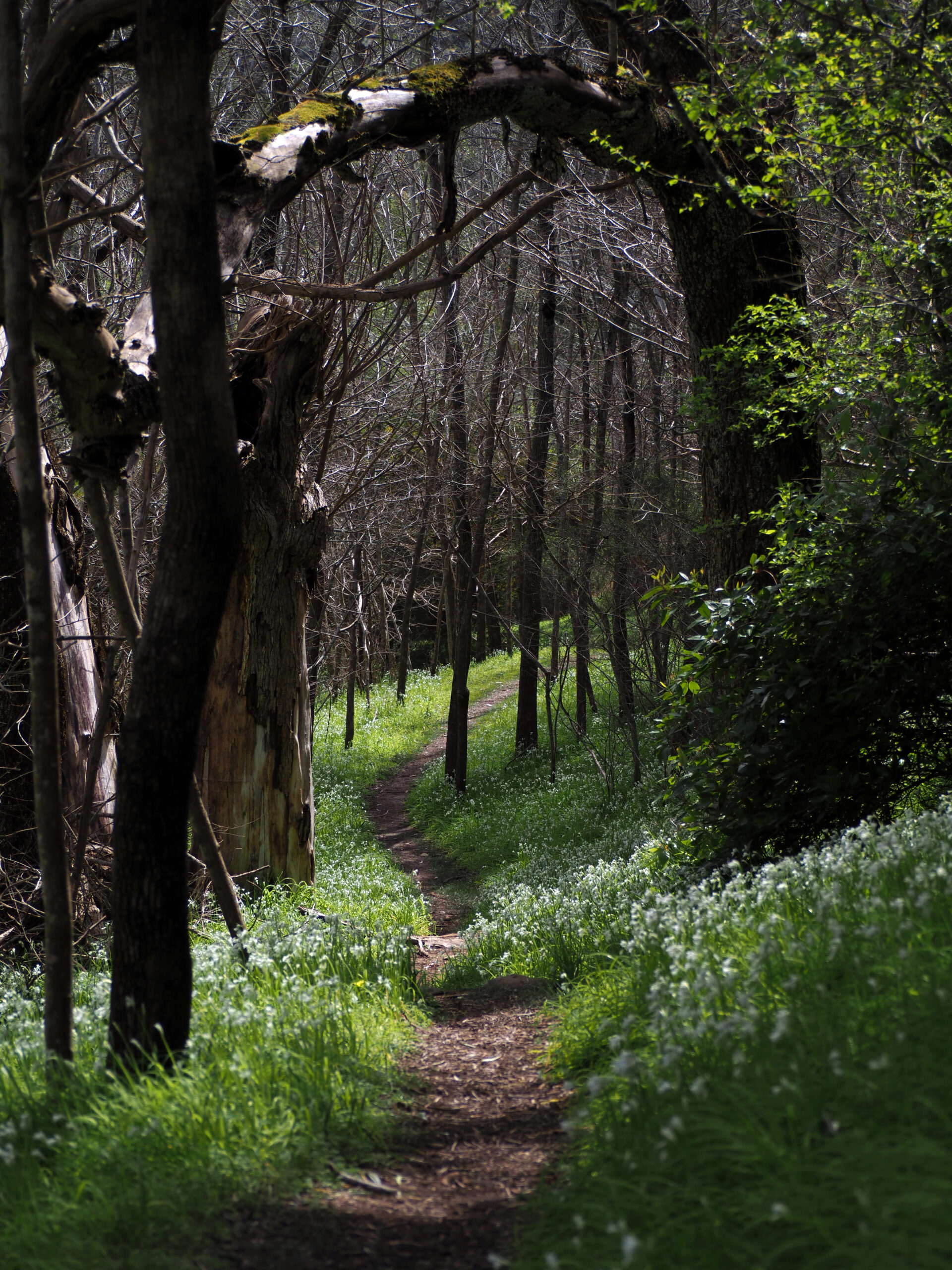 A trail weaves through grass with small white flowers in it. A tree with lichen and moss arches over the top of the trail.