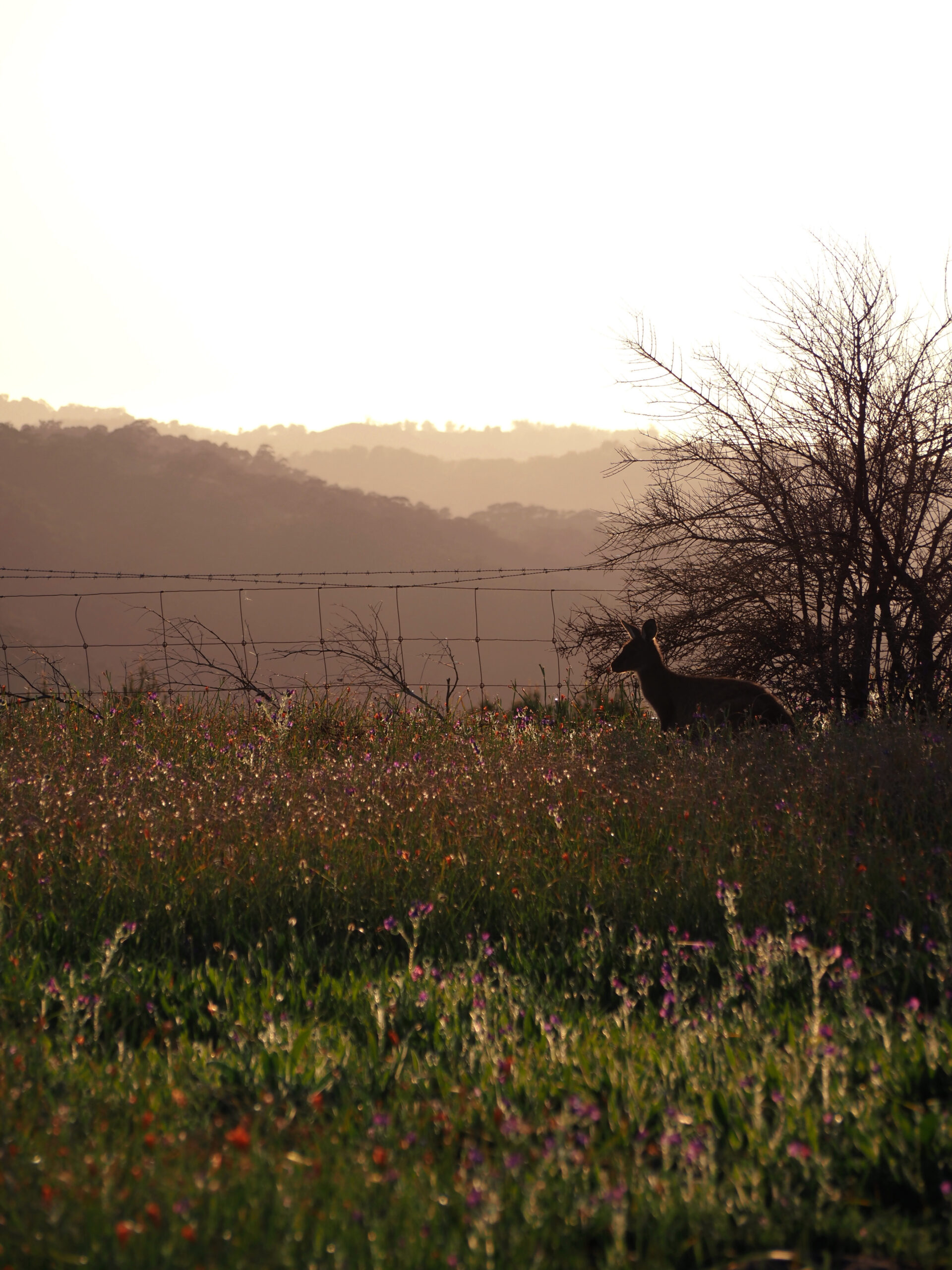 A kangaroo amongst the Salvation Jane at sunrise on Black Hill, South Australia